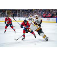 Springfield Thunderbirds battle the Chicago Wolves