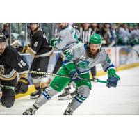 Forward Alex Aleardi with the Florida Everblades