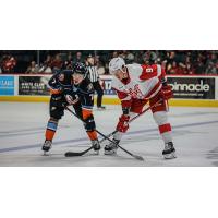 San Diego Gulls' Brayden Tracey versus Grand Rapids Griffins' Matt Luff