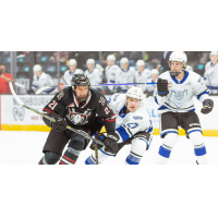 Victoria Royals battle the Red Deer Rebels