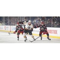 Grand Rapids Griffins battle the Chicago Wolves