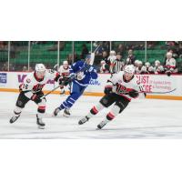 Belleville Senators' Matthew Boucher And Kyle Betts Versus Toronto Marlies' Joseph Blandisi