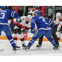 Belleville Senators and the Toronto Marlies on game night