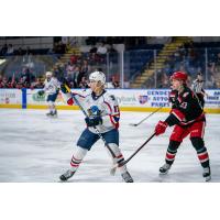 Springfield Thunderbirds forward Nikita Alexandrov