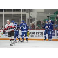 Belleville Senators and the Toronto Marlies on the ice