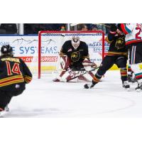 Vancouver Giants' goalie Brett Mirwald