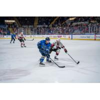 Springfield Thunderbirds' Steven Jandric versus Belleville Senators' Cole Cassels