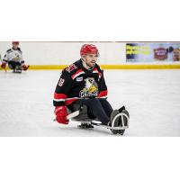 Grand Rapids Griffins play sled hockey