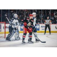 Manitoba Moose's Arvid Holm and Grand Rapids Griffins' Jakub Vrana on the ice