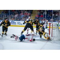 Springfield Thunderbirds battle the Providence Bruins