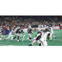 Jacksonville Sharks in action