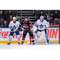 Belleville Senators forward Jan Jenik vs. the Toronto Marlies